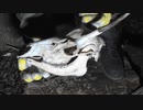 令和最初の狩猟生活(その131)