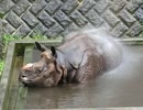 水が大好きなインドサイ(多摩動物公園)