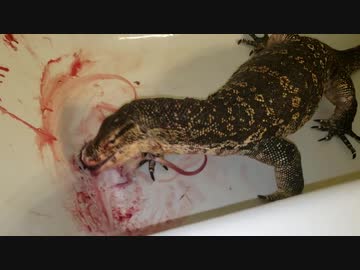 ホモと学ぶネズミvsクソデカ謎爬虫類くん