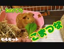 モルモットのおいも 初めてのこまつな☆