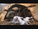 ホモと学ぶネズミvsゴライアスバードイーター.spider