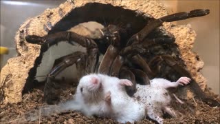 ホモと学ぶネズミvsゴライアスバードイーター Spider ニコニコ動画