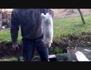 ホモと学ぶウサギvs屠殺おじさん.slaughter