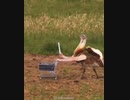 鳥腕