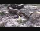 白いの出る蛇