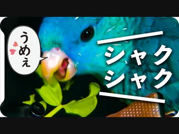 【ASMR】豆苗かじりサザナミインコ【咀嚼音】