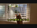 猫のチャームポイントが奇抜すぎる