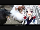 【エリマキシギ】動物たちの性事情【VOICEROID解説】