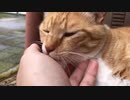 指をペロペロしまくる虎猫
