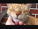 喉を撫でられまくる虎猫