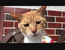 美味しそうに食べる虎猫