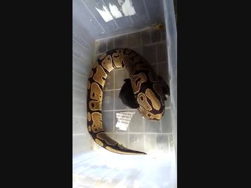 ホモと学ぶウサギvsヘビ.chicken