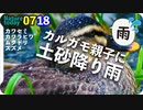 0718【土砂降りカルガモ親子】シジュウカラ鳴き声、オナガ巣材集め、カワセミ、ムクドリ家族。コウガイビルも。【今日撮り野鳥動画まとめ】身近な生き物語