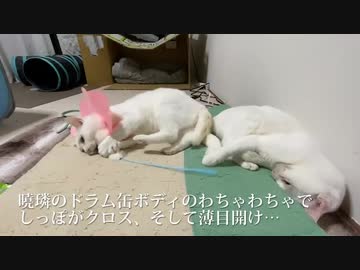 白猫師弟コンビ、友情の合体謎寝相を披露する