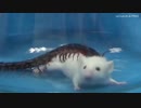 ホモと学ぶネズミvsムカデ.centipede