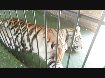 寝てるトラ触ってみた