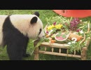 ジャイアントパンダが上海で豪華な食べ物で2歳の誕生日を祝う