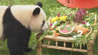 ジャイアントパンダが上海で豪華な食べ物で2歳の誕生日を祝う