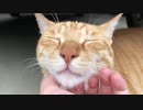 車の下で涼む虎猫