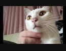 白猫エンジン