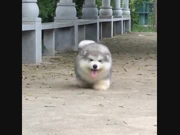 再びUMA見つかるU^ｪ^U
