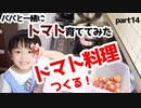 【恋バナ】パパと一緒にトマト育ててみた part14【料理】