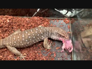 ホモと学ぶハムスターvsトカゲ.borozoukin