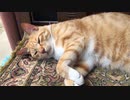 虎猫のお腹は高級毛布
