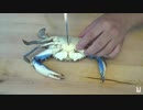 ホモと学ぶ人間vsいろいろな動物.allstar