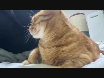 公園の子猫兄妹、木登りして樹上でケンカする