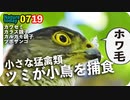 0719【ツミが小鳥を捕食】カルガモ親子大きくなった！カラス親子も。カワセミ幼鳥女の子の羽繕い。【今日撮り野鳥動画まとめ】身近な生き物語