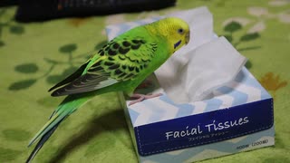 ティッシュインコ