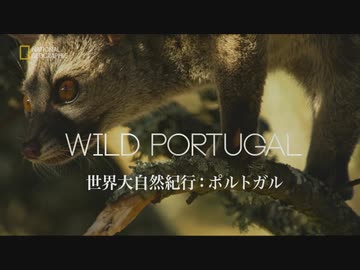 ポルトガルのフレンズ