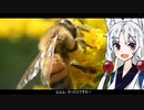 【セイヨウミツバチ】動物たちの性事情【VOICEROID解説】