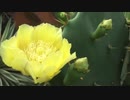 風見芳明