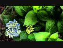 ロング「Lounge - Jazzy Feel 03」※Guitar・00443