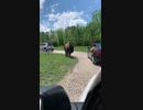 バイソンVS車の窓から身を乗り出した子供