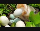 おっ先輩こいつ玉とか.egg