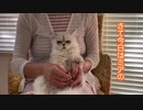 猫のはみ毛をカットさせていただきます