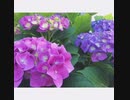 都丸亜華梨 8