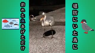 野生の鳥が釣り人に魚をもらうまで