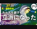 0720【昆虫・植物多め】カルガモ親子も成長。セグロセキレイ久々、カワセミ幼鳥、魔のブロック地帯の改善【今日撮り野鳥動画まとめ】身近な生き物語