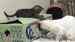 猫部屋の死闘！ウチューネコチャン VS 段ボール箱