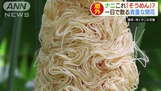 そうめん？一日で散る貴重な花　散った後も何かに・・・