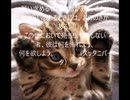 風に聞け200714　Free_Dog