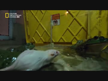 ホモと学ぶネズミ軍団vsカエル軍団.flog