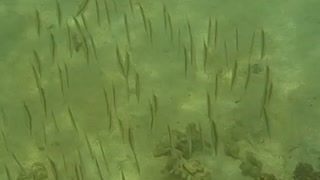 太刀魚の稚魚?