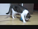 猫とノーマット