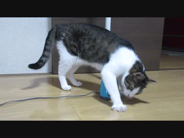 猫とノーマット