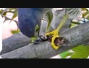 セミがタカに捕食される